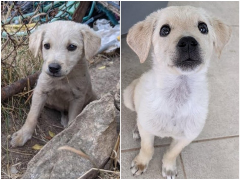 До и после: 15 фото животных, которым подарили новую жизнь