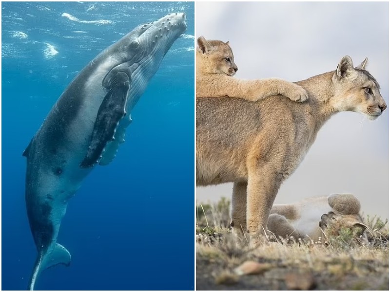 Удивительные фото диких животных с конкурса Siena International