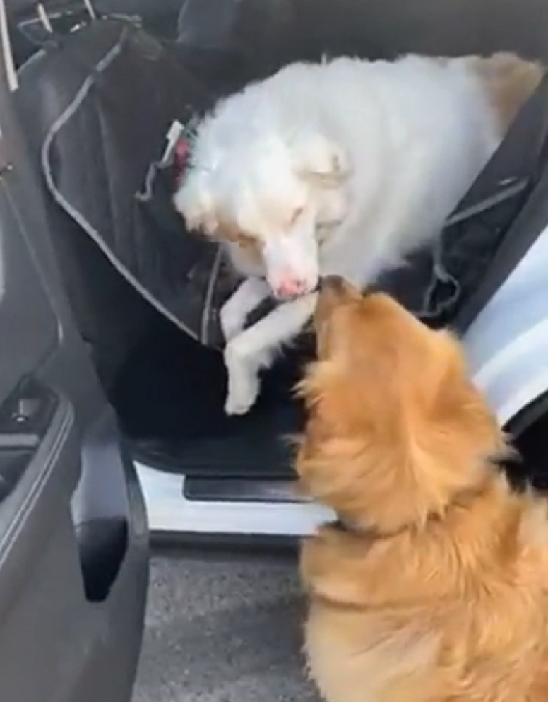 Слепой и глухой пес милым способом встречает своего друга