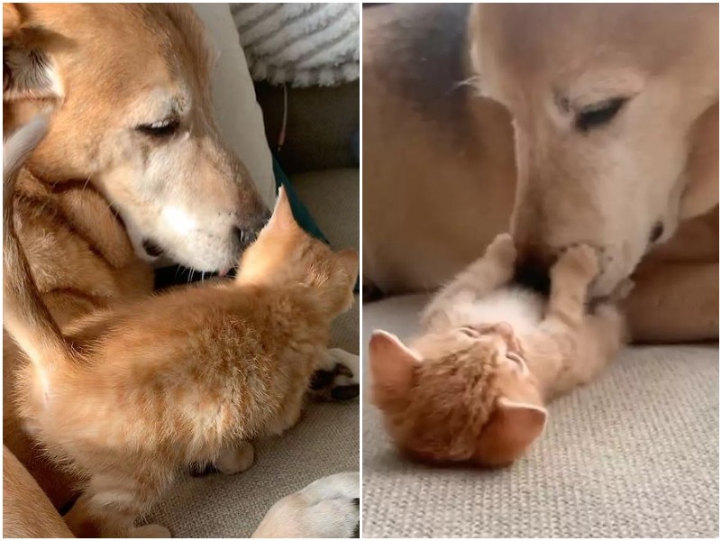 Пожилой пес заботится о каждом котенке, которого приносит хозяйка