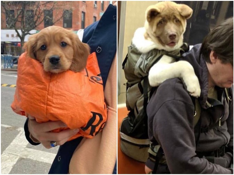20+ милейших собак в сумках, которых увидели на улице и в транспорте