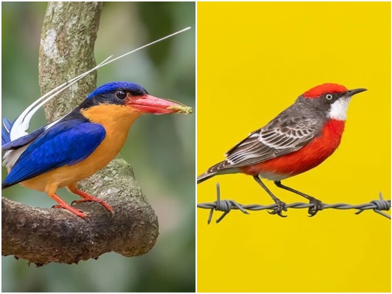 12 удивительных птиц из календаря BirdLife 2022