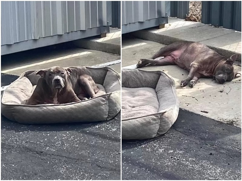 Пожилая собака лежала на парковке, и жалобно глядела на людей