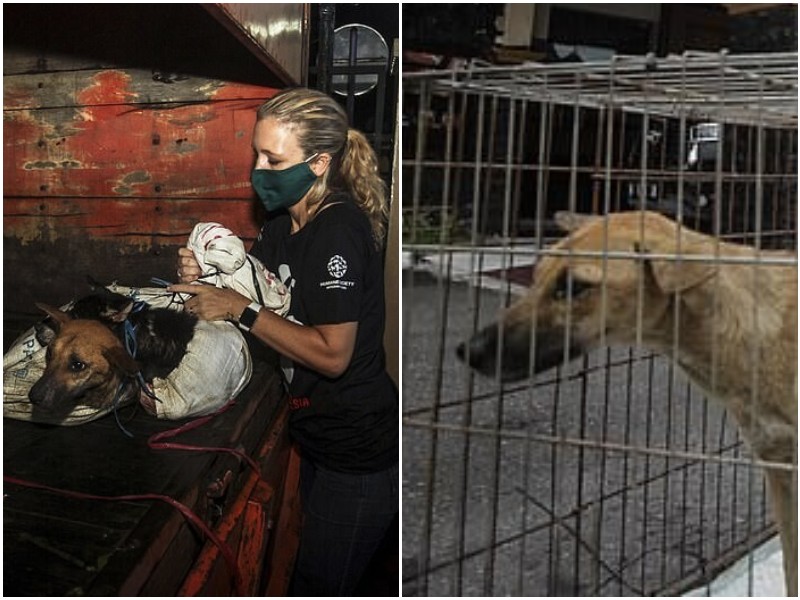50 собак спасли из рук нелегальных продавцов в Индонезии