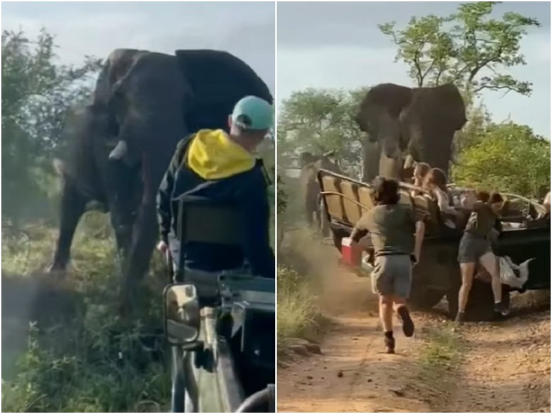 Слон сбил с пути сафари-джип в Южной Африке