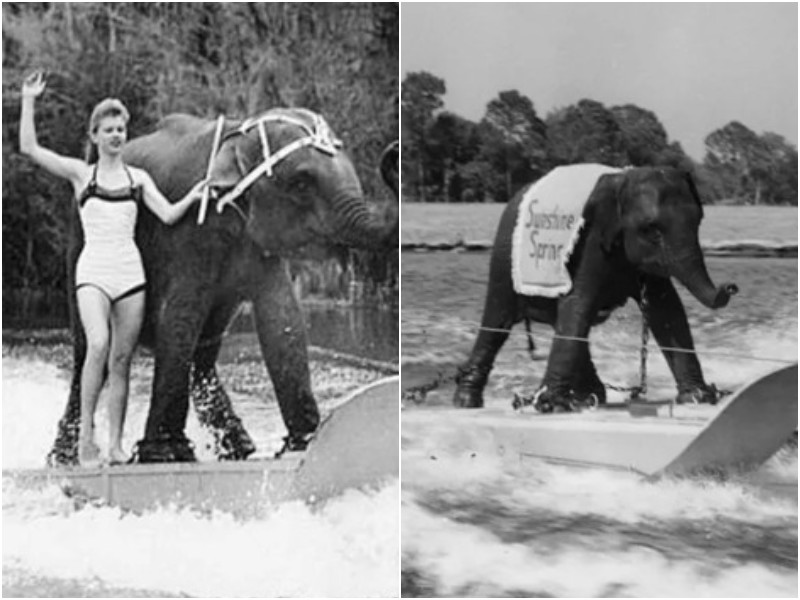История первой в мире слонихи, которая каталась на водных лыжах