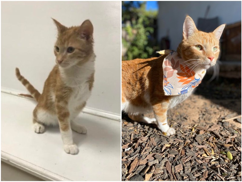 Бездомный трехлапый котик - в 2018, когда он попал в приют, и сейчас, когда обрел заботливых хозяев