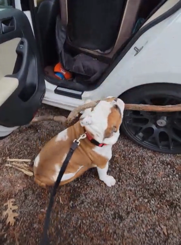 Наивный пес был уверен, что его палка поместится в машине