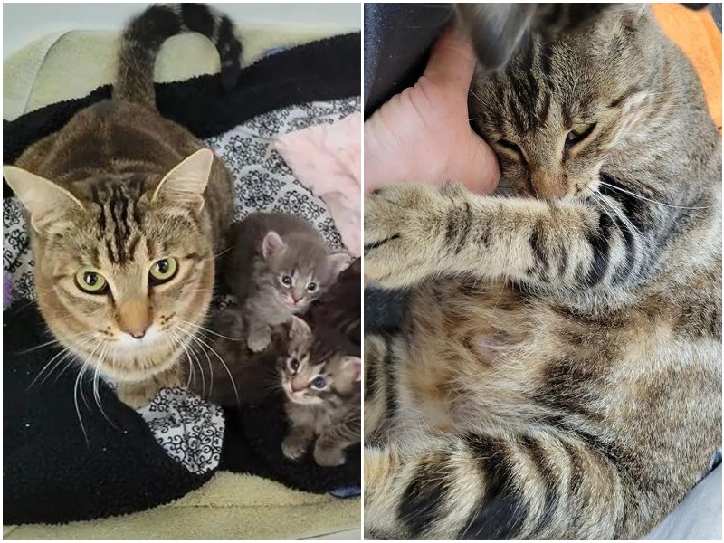 Бездомная мать-кошка привела своих малышей на порог женщины 