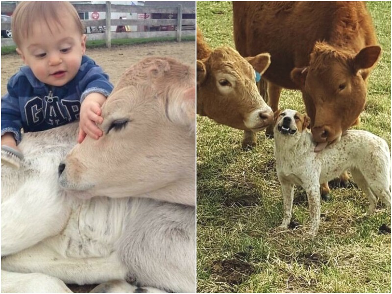20+ милых фото с коровами, которые подарят улыбку