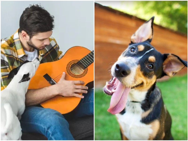 Могут ли собаки петь 