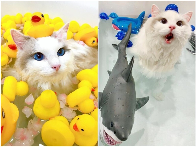 Барон - кот, который с удовольствием купается в ванне