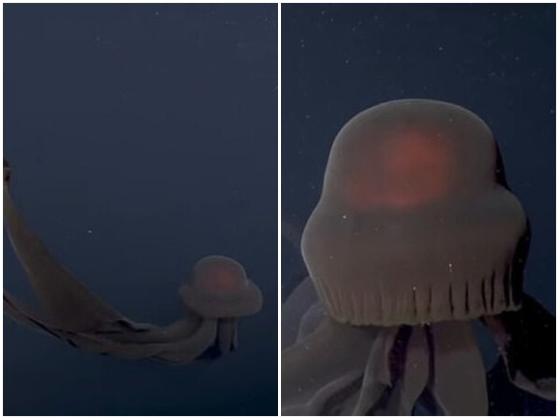 Ученые засняли редчайшую глубоководную медузу