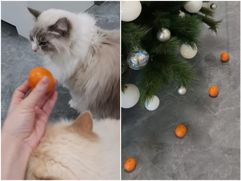 Хозяйка придумала способ защиты ёлки от кота - мандарины