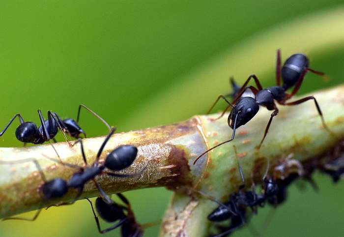 Размер королевы муравьев по сравнению с обычными соородичами