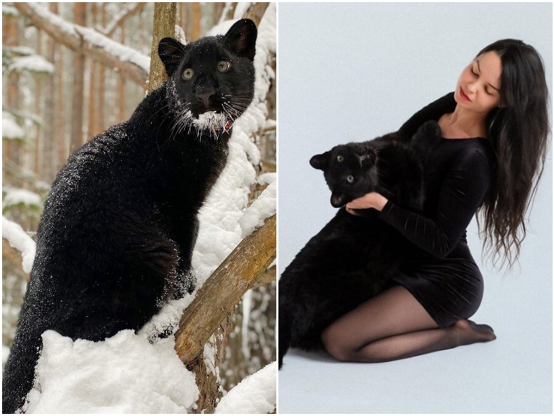 Девушка из Сибири спасла черную пантеру - и вырастила ее у себя дома