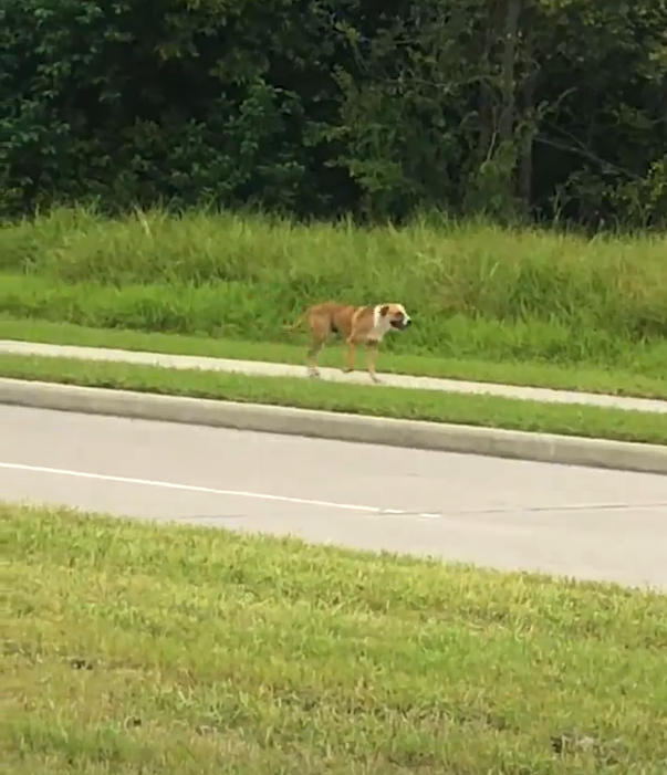 Худой пес с поникшей головой шел по тротуару 