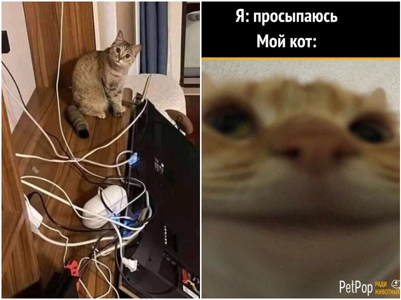 20+ мемов и фото с котами, которые поднимут настрой