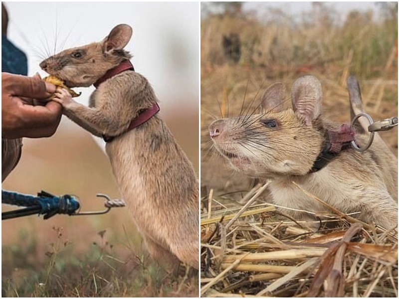Магава - крыса-сапер, которая спасла тысячи жизней