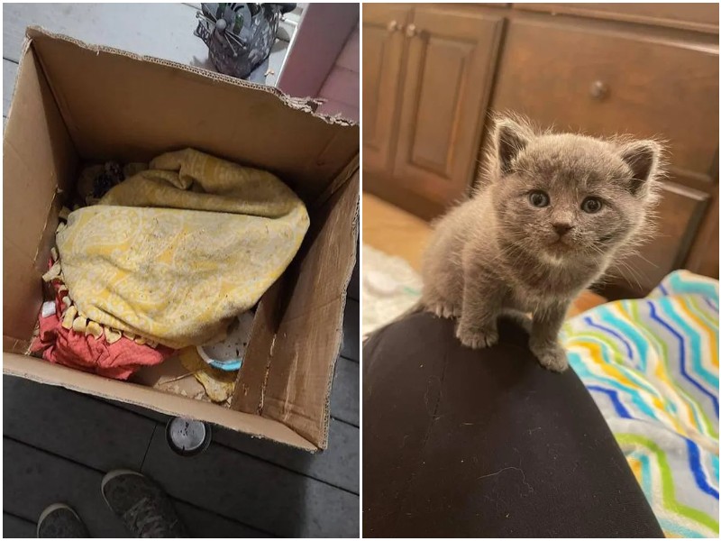 Прохожие заметили коробку, из которой жалобно пищал котенок