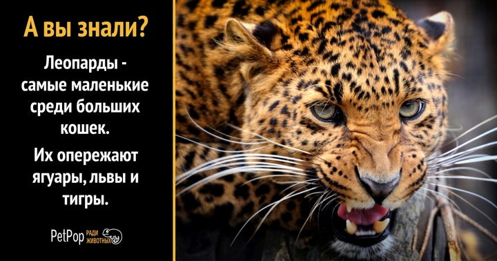 Леопарды возвращаются на свои исконные территории в России