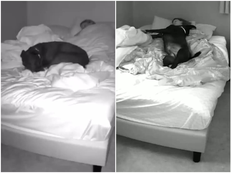 Девушка установила камеру, и умилилась ночным ритуалам своей собаки