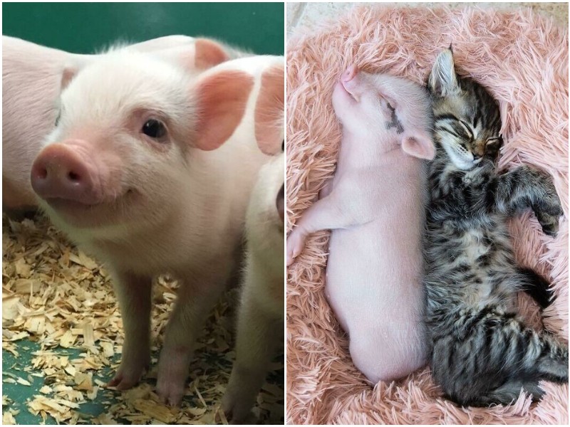 20+ фото со свинками, которые умиляют с первого взгляда