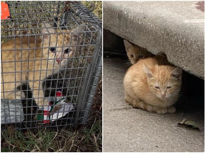 Врачи заметили возле больницы двух осиротевших котят 