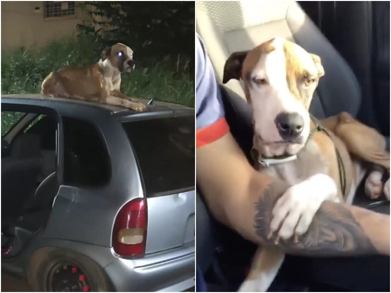 Парень увидел бездомного пса на своей машине - и решил, что это судьба 