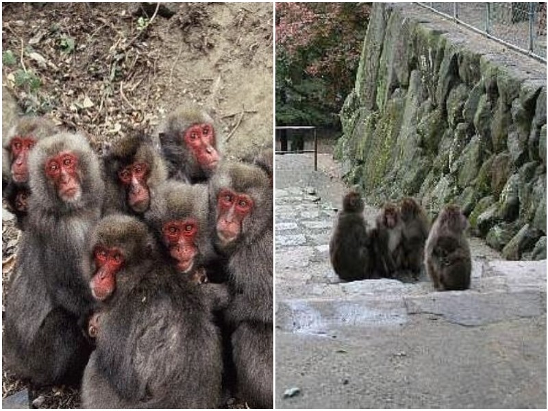 В зоопарке Японии самка макаки впервые за 70 лет возглавила стаю