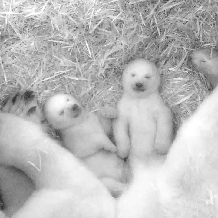 В зоопарке Германии показали малышей белого медведя