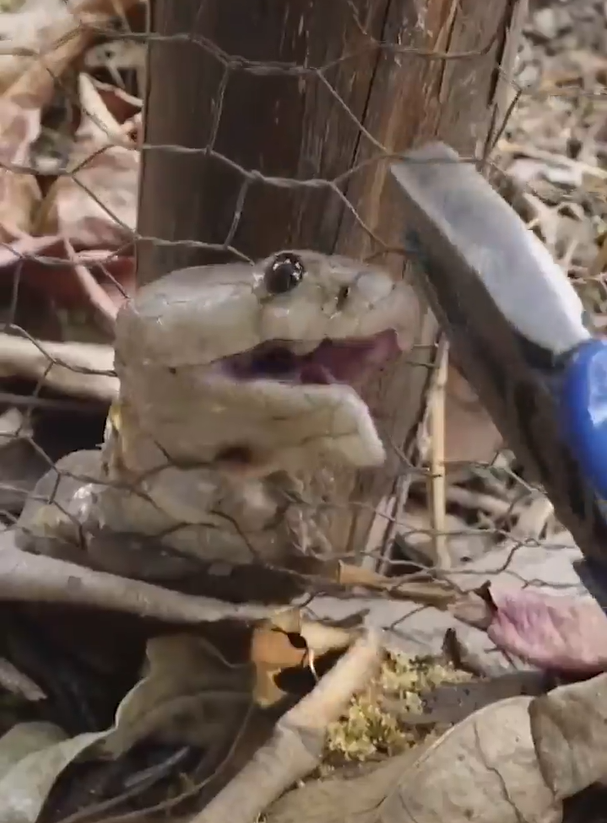 Жители деревни увидели змею, которой нужна была помощь 