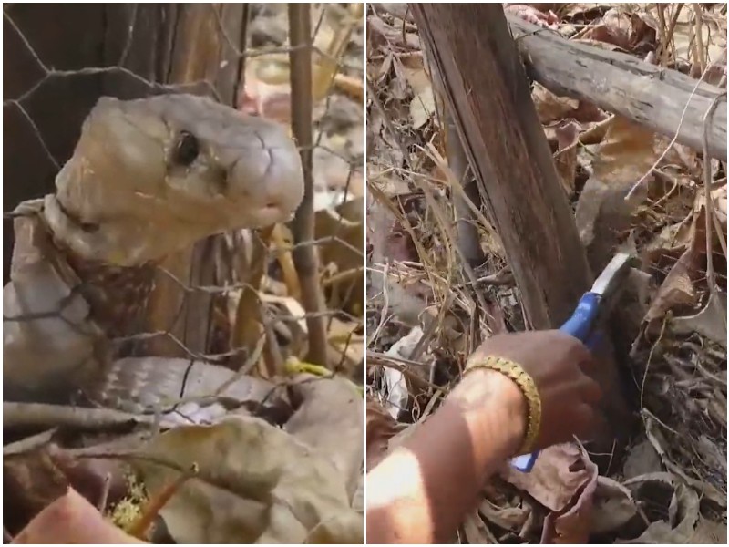Жители деревни увидели змею, которой нужна была помощь 