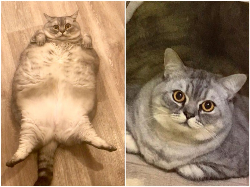 У тучной кошки появились "хейтеры" в Инстаграме 