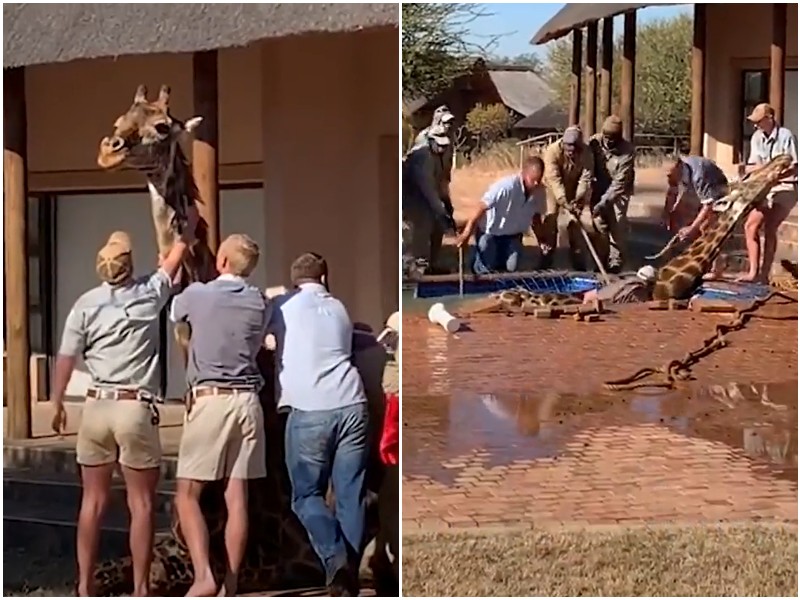 Жираф упал в бассейн, и доверил людям свое спасение 