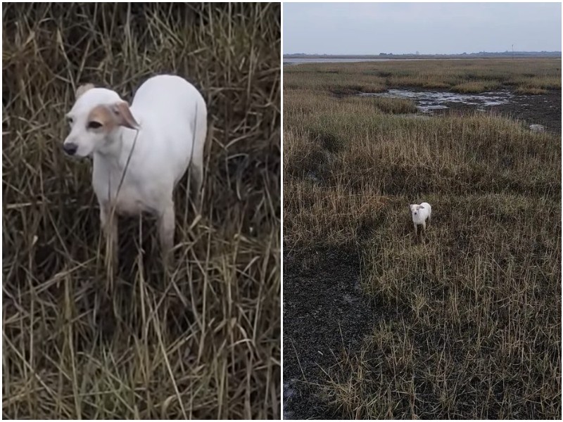 Собаку спасли с болот с помощью сосисок 