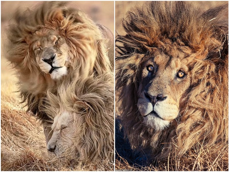 Фотограф заснял льва, который проснулся с плохой укладкой 