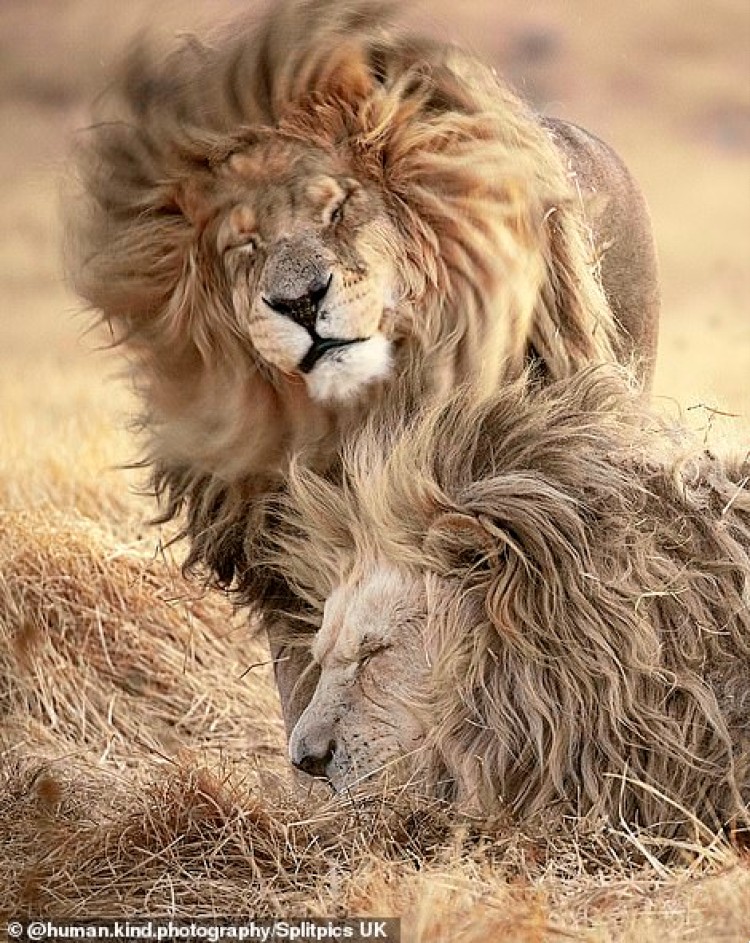 Фотограф заснял льва, который проснулся с плохой укладкой 