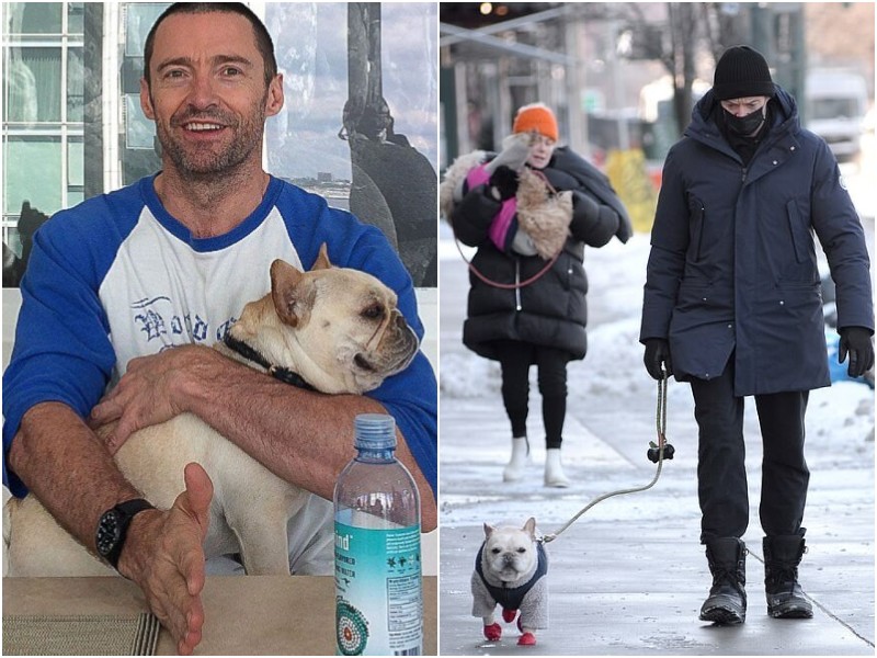 Актера Хью Джекмана заметили на прогулке с любимой собакой