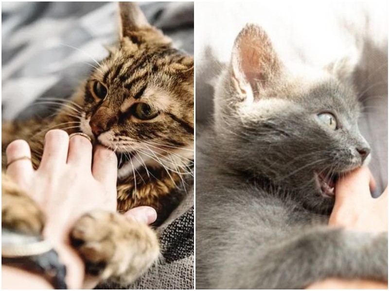 Почему кошки нежно кусают хозяина