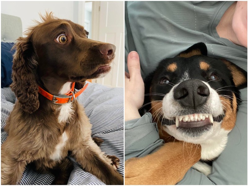 20 смешных фото собак, которые вызовут искреннюю улыбку