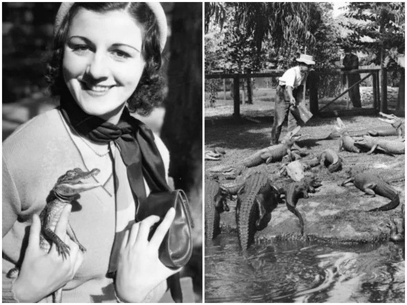Ферма крокодилов - опасное развлечение ХХ века