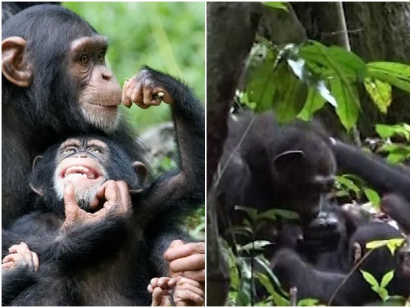 Шимпанзе используют насекомых для лечения