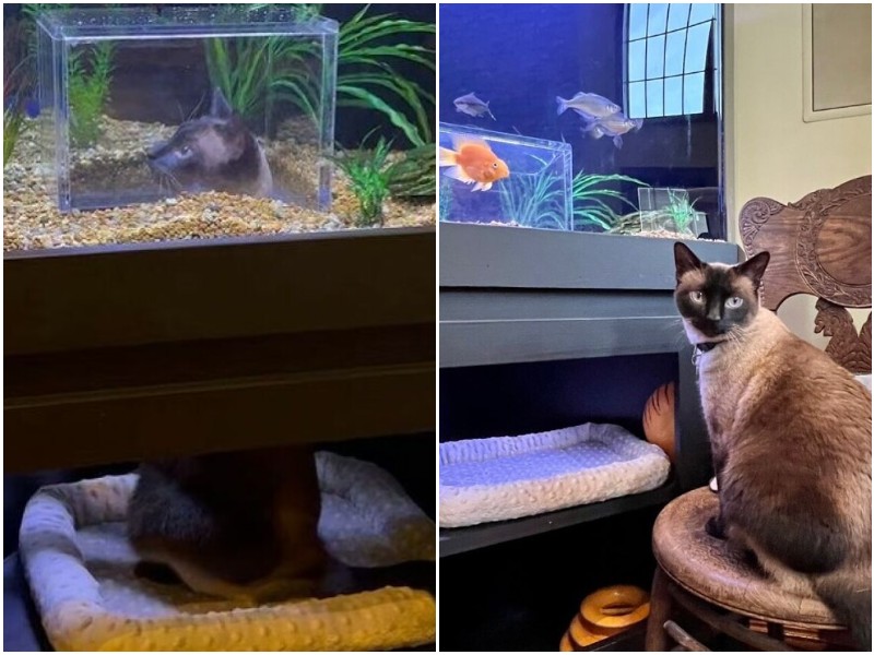Хозяева сделали для кота необычный аквариум