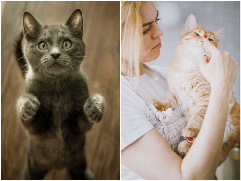 20+ интересных фактов о кошках, которые помогут понять их лучше