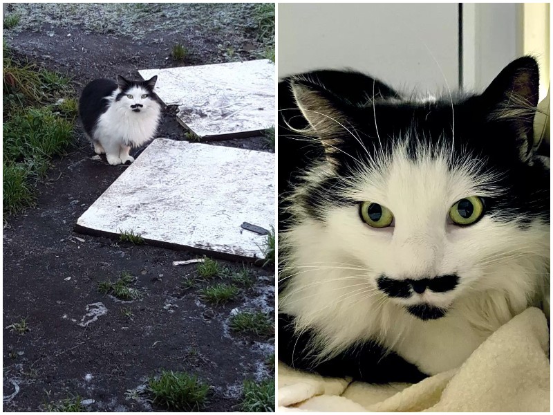 Брошенная кошка с необычными "усами" забрела во двор семьи