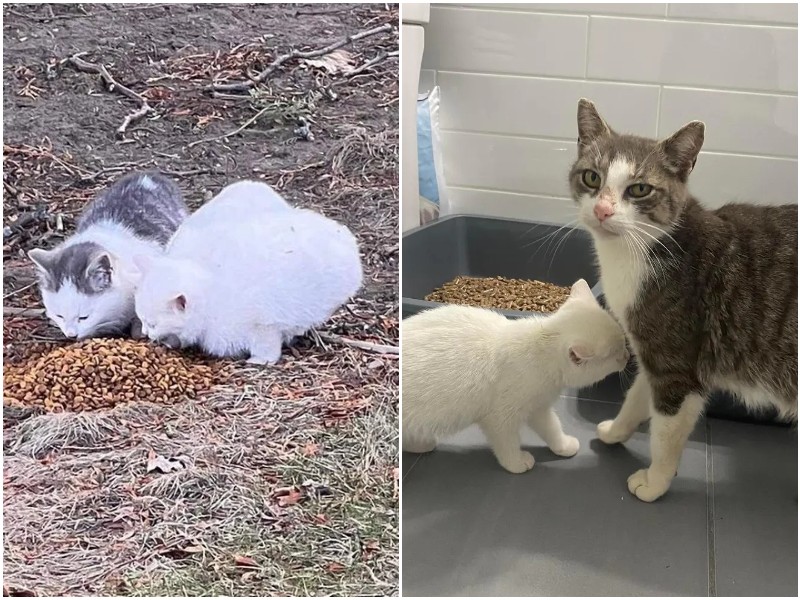 Бездомная мама-кошка прижимала к себе малышей
