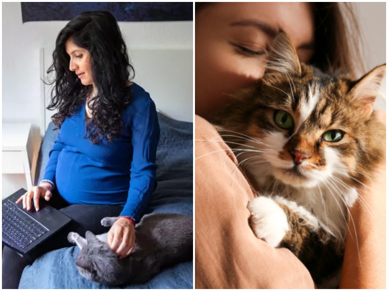 Как кошка относится к беременной хозяйке