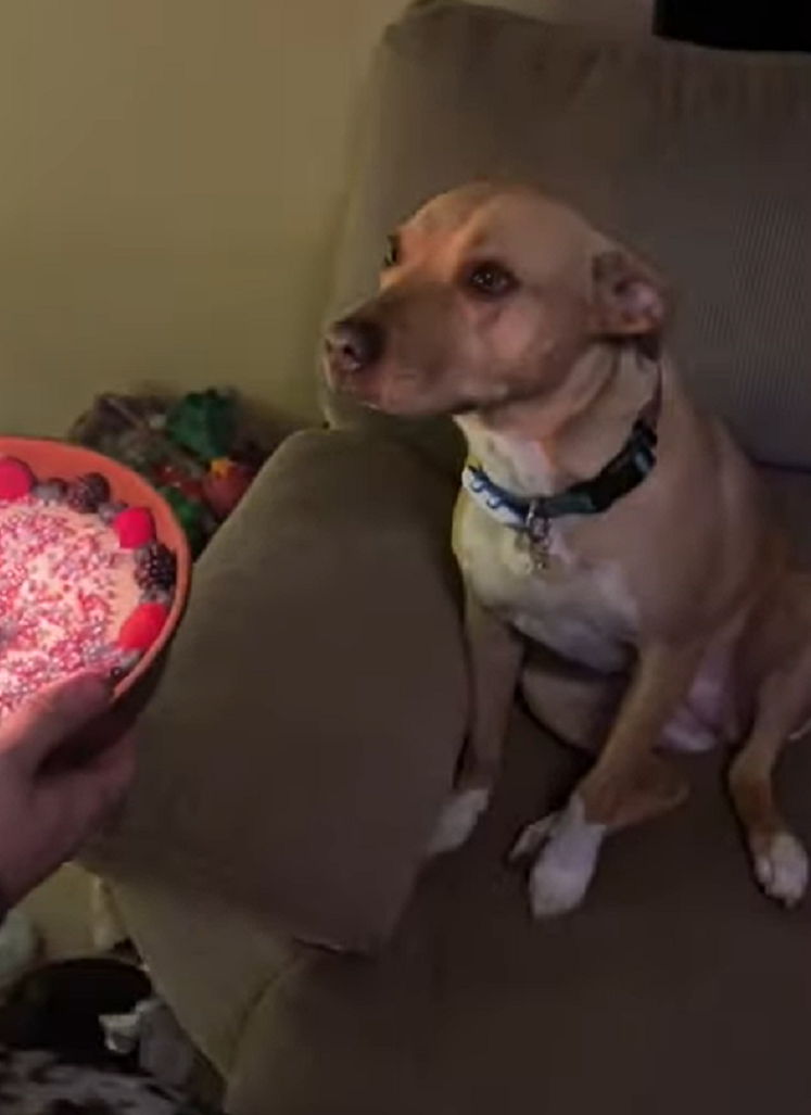 Трогательная реакция собаки, которую поздравили с днём рождения