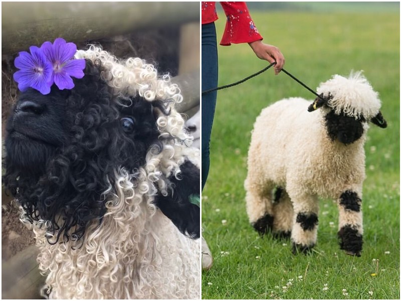 Британцы завели необычного питомца - валлийскую овцу